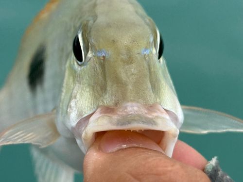 マトフエフキの釣果