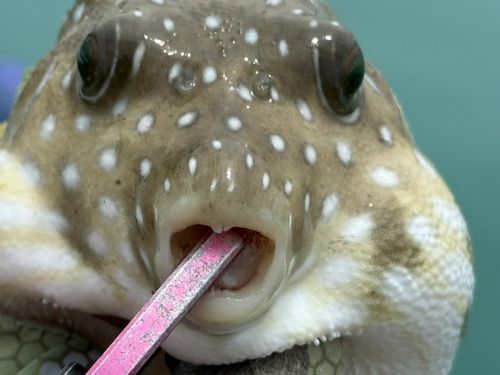 サザナミフグの釣果