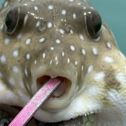 サザナミフグ