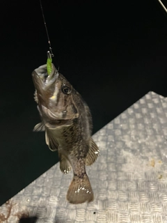 ムラソイの釣果