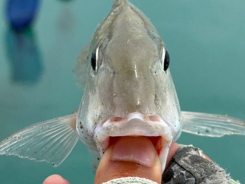 タテシマフエフキの釣果