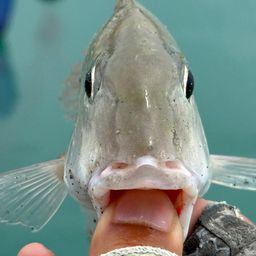 タテシマフエフキ