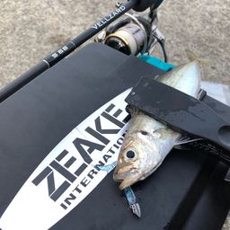 アジ