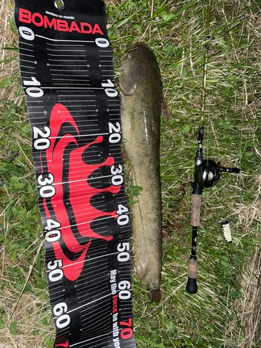 マナマズの釣果