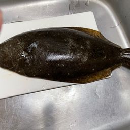 ヒラメ