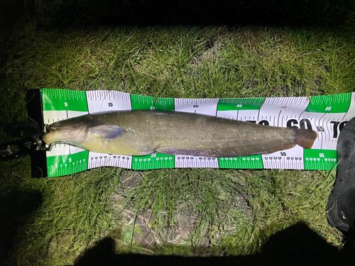 ナマズの釣果