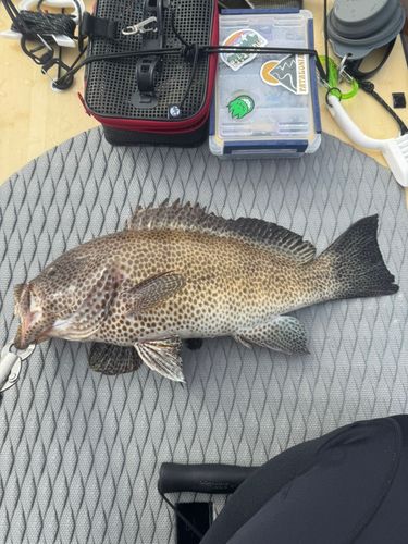 オオモンハタの釣果