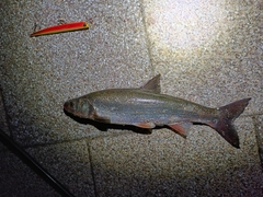 マルタウグイの釣果