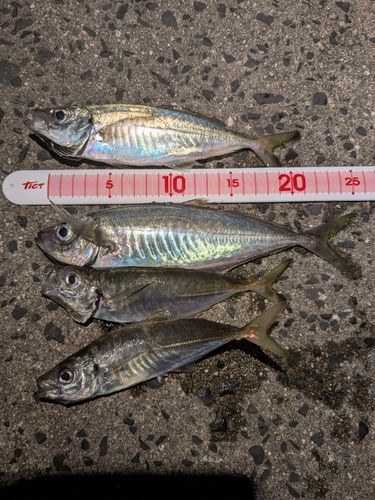 アジの釣果