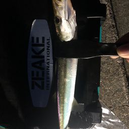 カマス