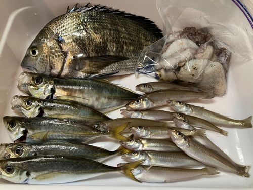 キスの釣果