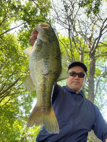 ブラックバスの釣果