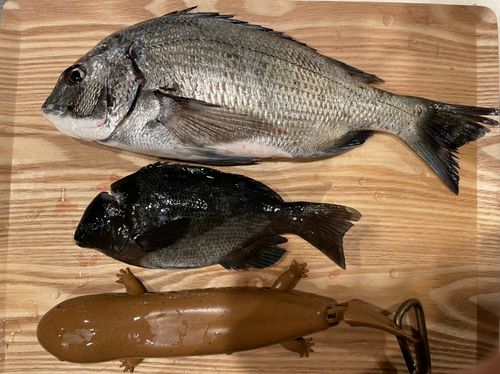 チヌの釣果