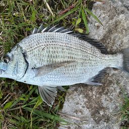 ミナミクロダイ