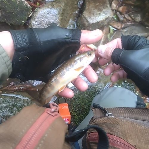 イワナの釣果