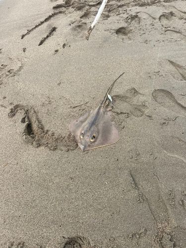 エイの釣果