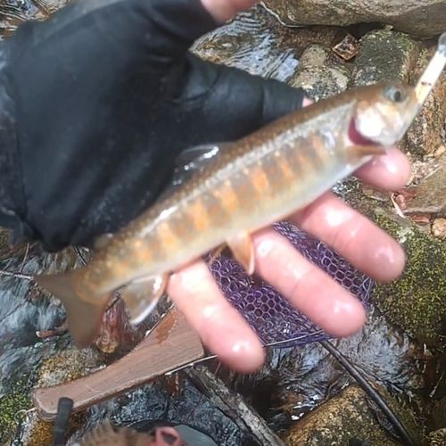 イワナの釣果