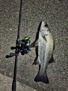 ヒラスズキの釣果