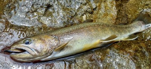 ニッコウイワナの釣果