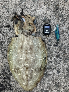 モンゴウイカの釣果