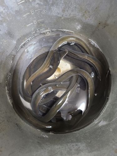 ウナギの釣果