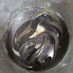 ウナギ
