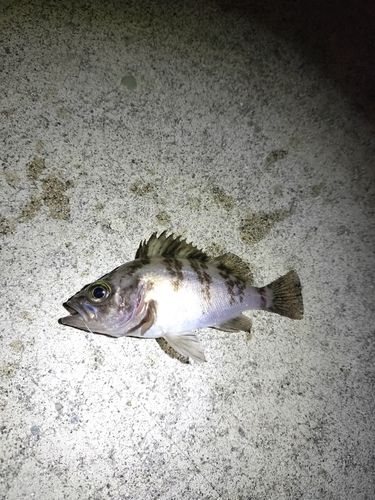 シロメバルの釣果