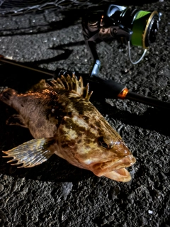 タケノコメバルの釣果