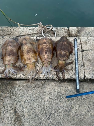アオリイカの釣果