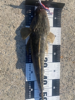 マゴチの釣果