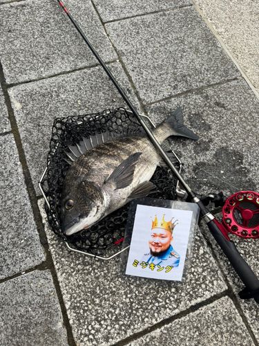 クロダイの釣果