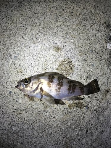 シロメバルの釣果