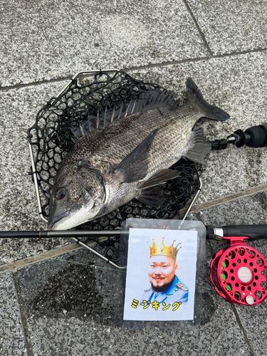 クロダイの釣果