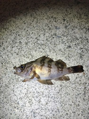 シロメバルの釣果