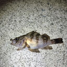 シロメバル