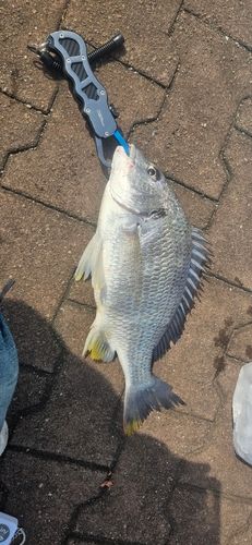 キビレの釣果