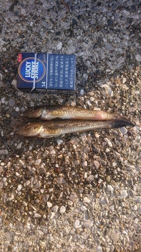 ハゼの釣果