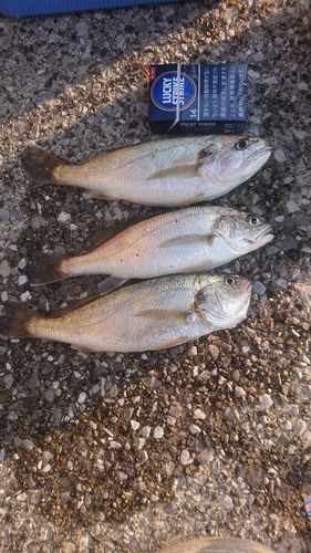 イシモチの釣果