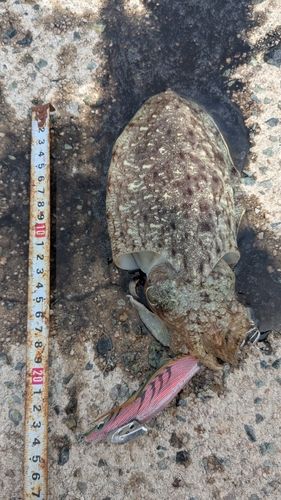コウイカの釣果