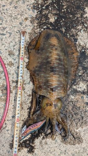 アオリイカの釣果