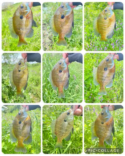 スモールマウスバス