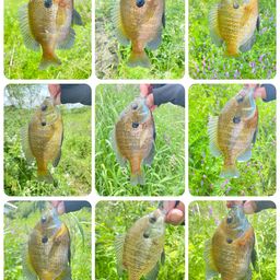 スモールマウスバス