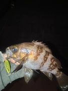 メバルの釣果
