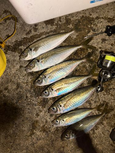 アジの釣果