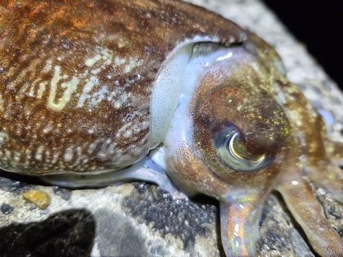 コウイカの釣果