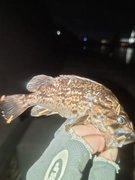クロソイの釣果
