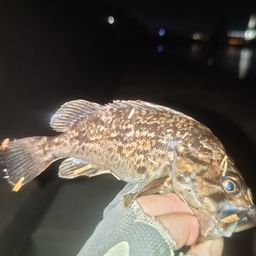 クロソイ