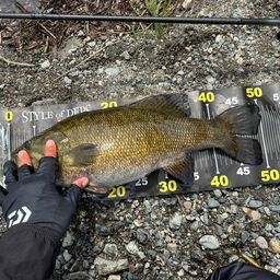 スモールマウスバス