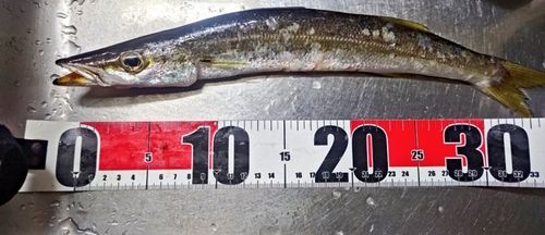 アカカマスの釣果