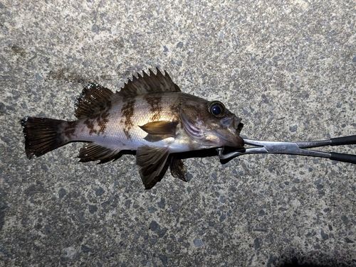 メバルの釣果